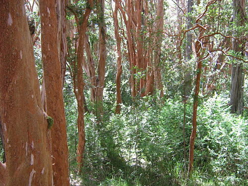 Luma apiculata